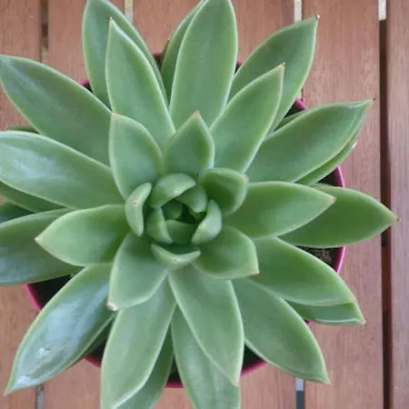 Appartement Spalatina *