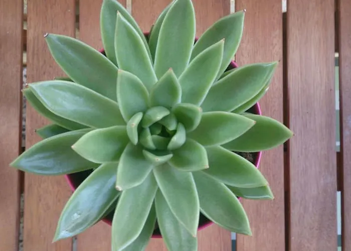 Apartment Spalatina *